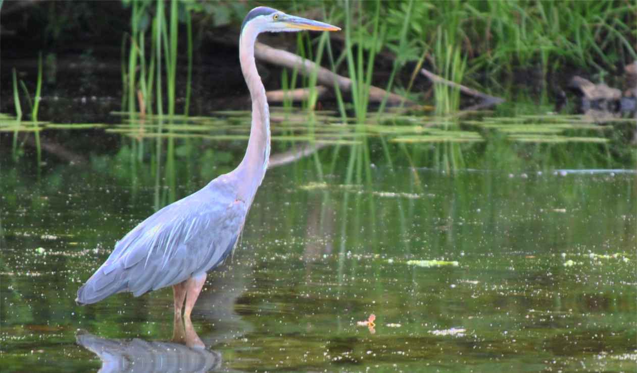 Heron by Nancy Austin, Poet, Minocqua WI